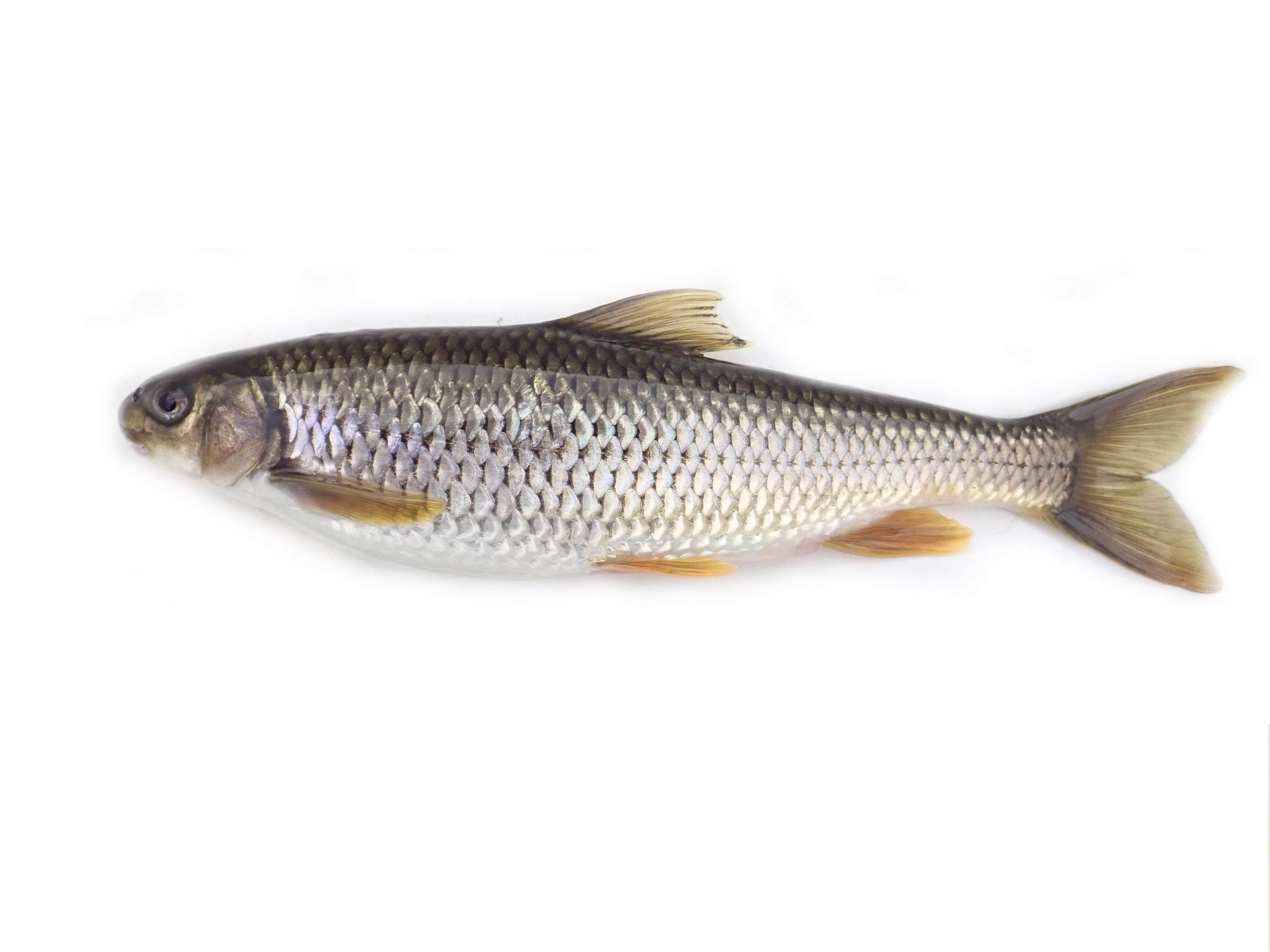 臺灣白甲魚(Onychostoma barbatulum)